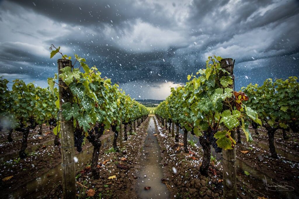 Protéger les vignobles face aux défis climatiques : innovations et stratégies modernes 1 neige s'abattant sur les vignes